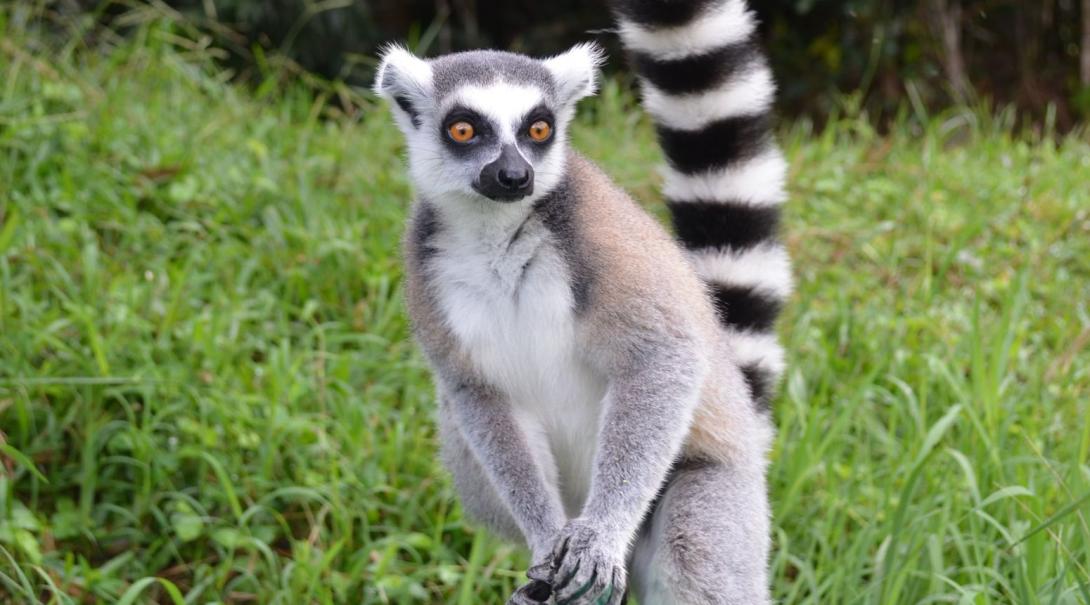On a conservation volunteer project in Madagascar you can help with the research about lemurs. Volunteer with Projects Abroad in Madagascar and contribute to the conservation of lemurs.